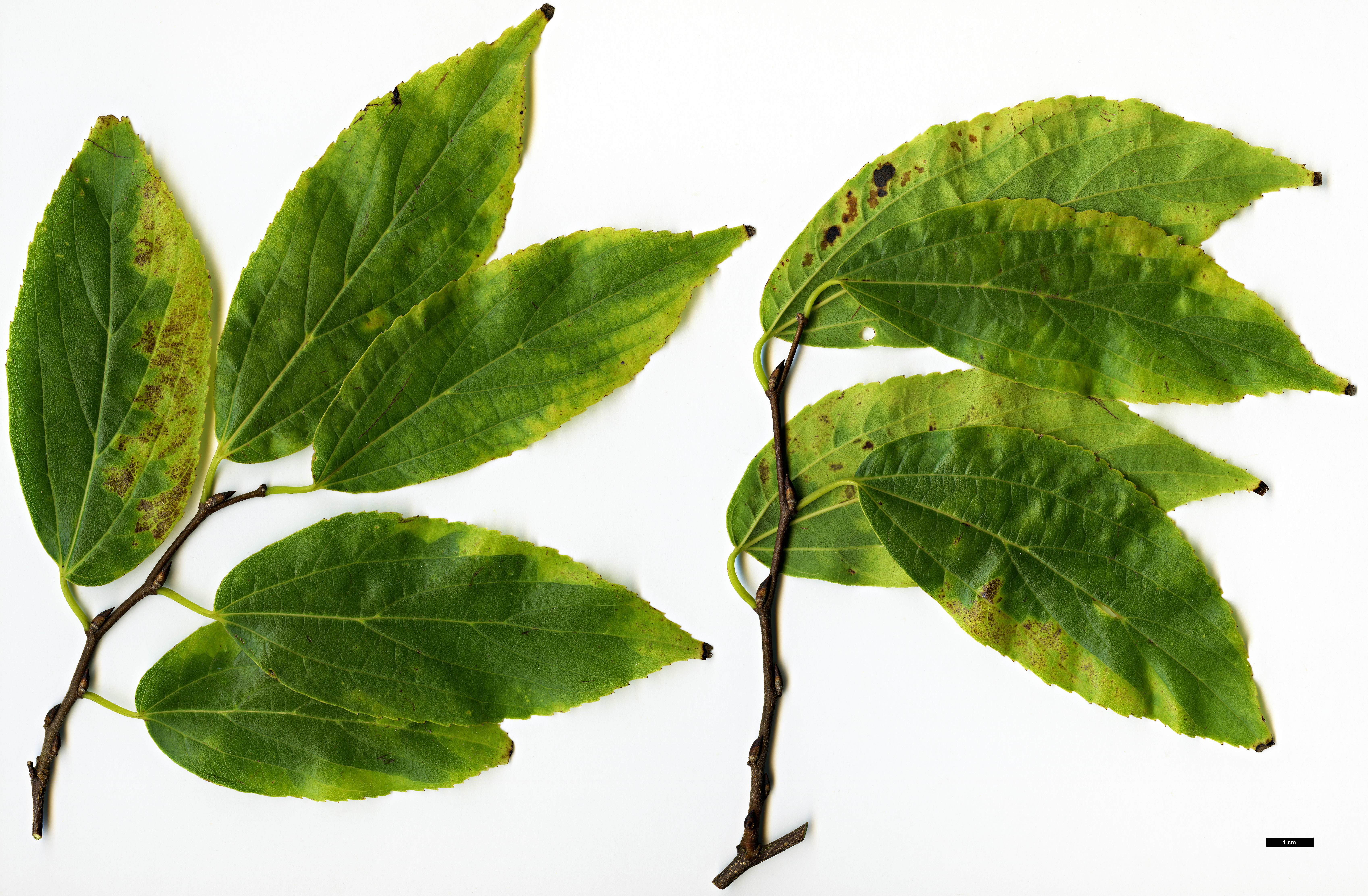 High resolution image: Family: Cannabaceae - Genus: Celtis - Taxon: vandervoetiana High resolution image: Family: Cannabaceae - Genus: Celtis - Taxon: vandervoetiana